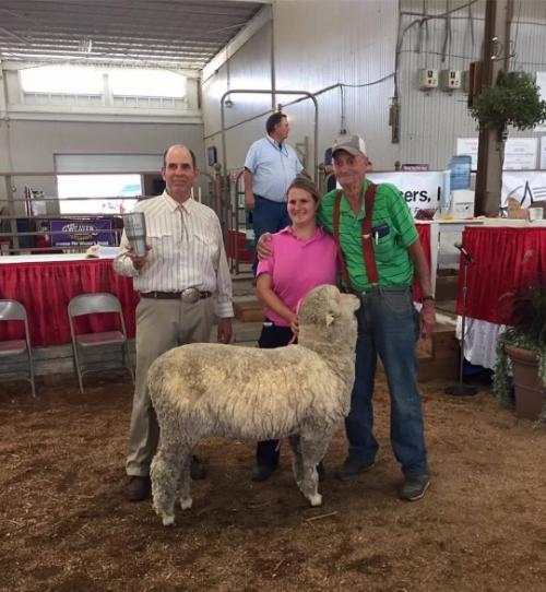 Alison Graham, Chaotic Farm, with one of her prize winning merino sheep